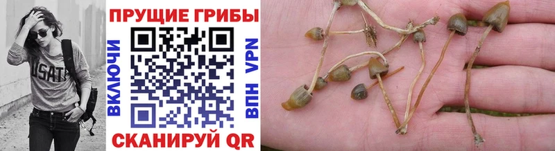Псилоцибиновые грибы MAGIC MUSHROOMS  Купить закладки  Белоярский 